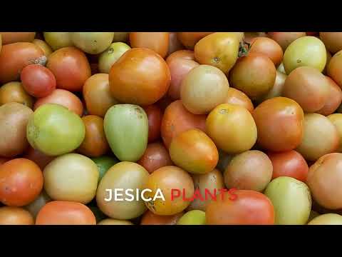 LOTS OF TOMATO PLANTS IN MY VEGETABLE GARDEN 01