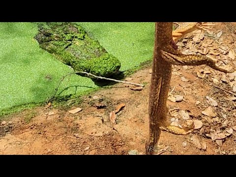 Putting a ROADKILL GOANNA to good use!