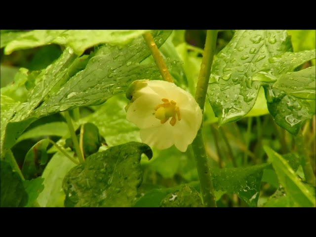 Video Uitspraak van bellwort in Engels