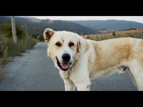 4 ushqimet që janë ndaluar nga Muhamedi alejhis selam