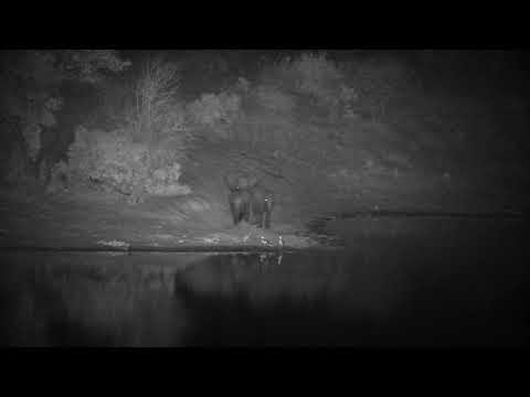 Djuma: Small group of Elephants drink at the dam - 21:34 - 09/30/2022