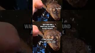 A New York man’s pet alligator was seized after 30 years. Now, he wants Albert back