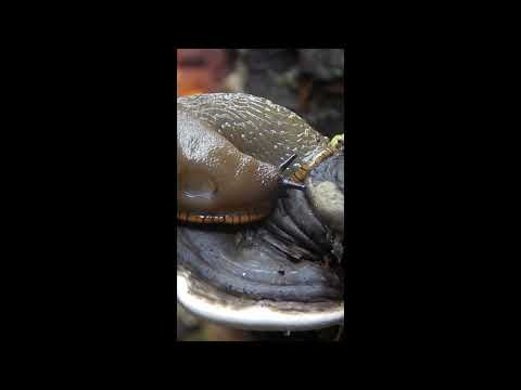 Chocolate Slug On The Move #slugs #science #mollusca #biology #zoology