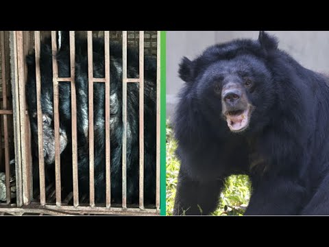The Incredible Transformation Of Dawn Our Most Traumatised Bear 🥰 | Animals Asia