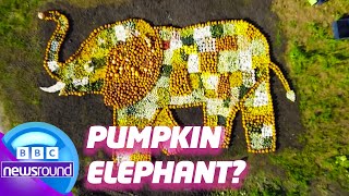 What Did Someone Make Out of Pumpkins? 🎃 | Newsround | News For Kids