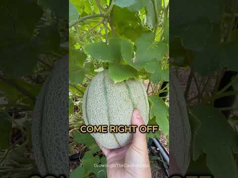 Cantaloupe Will Do THIS When It's Ready to Harvest
