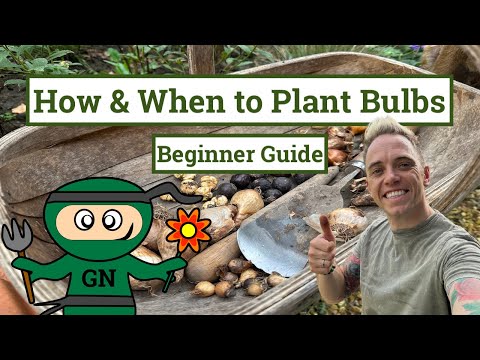 How to Plant Bulbs in Gardens, Containers or Lawns: Beginner Guide & Mistakes to AVOID!
