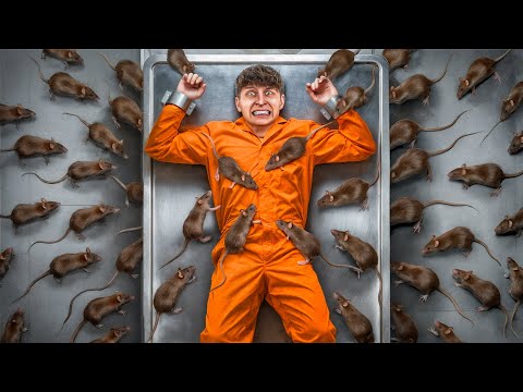 Czy Położyłbyś się ze Szczurami za $10,000?