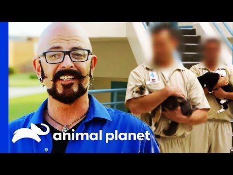 Prison Cats