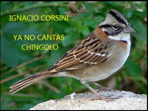 IGNACIO CORSINI -  YA NO CANTAS CHINGOLO  - TANGO