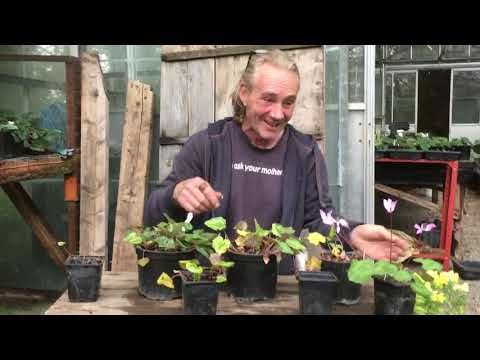 Cyclamen leaves dying back at the end of spring’21 @stinkyditchnursery750 apologies John Beaulieu