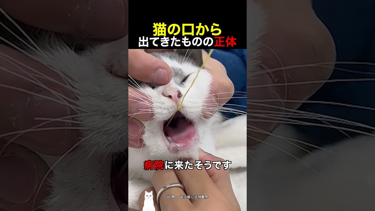 猫の口から出てきたものの正体