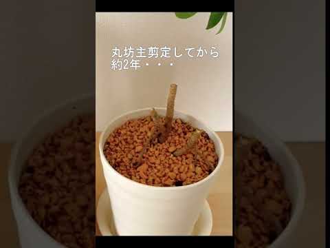 園芸 シルクベアリング アラジア、カポック、残酷な植物