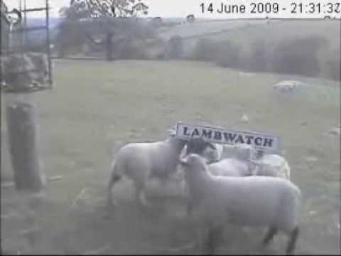 Lambs Scrapping