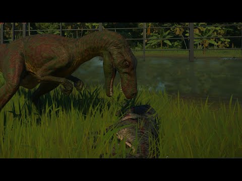 Small carnivore battle royale