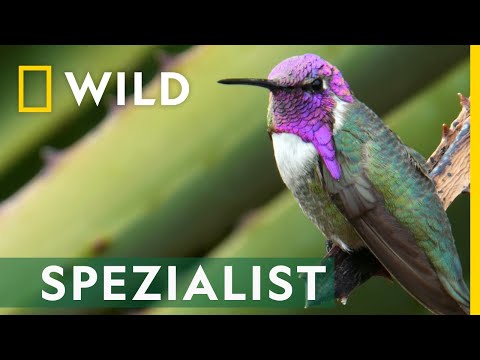Winzige Kolibris mit riesigem Können | Vogelwild mit Christian Cooper