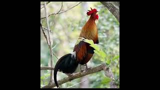 Download lagu KOKOK AYAM HUTAN PALING MERDU, YANG PERNAH SAYA JUMPAI mp3