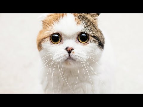 Feline feelings: Pet photographer captures cats' emotions