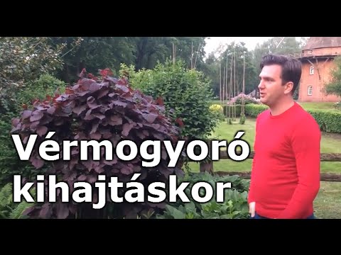 Vérmogyoró kihajtáskor (Corylus maxima 'Purpurea')