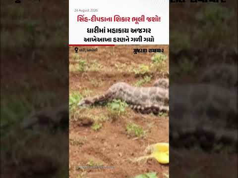 સિંહ-દીપડાના શિકાર ભૂલી જશો! ધારીમાં મહાકાય અજગર આખેઆખા હરણને ગળી ગયો સિંહ-દીપડાના શિકાર ભૂલી જશો! ધારીમાં મહાકાય અજગર આખેઆખા હરણને ગળી ગયો
