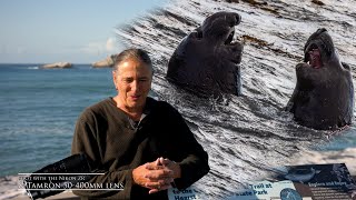 Elephant Seals with the Nikon ZR and Tamron 50-400