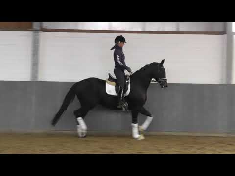 Weidenhof-Verkaufspferd: "BONNE SUZIE" *2016 Hannoveraner Stute v. Bon Coeur-Sir Donnerhall