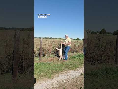 The world needs more people like this hero 🦌❤️