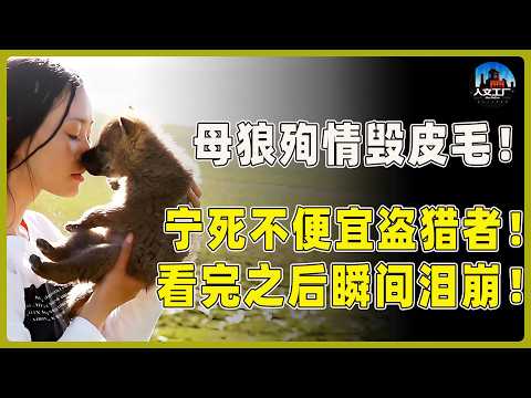 母狼殉情自毁皮毛！宁死不愿便宜盗猎者！看完之后瞬间泪崩！#重返狼群 #李微漪 #马未都#许子东#尹烨#圆桌派 #圆桌派第八季 #格林
