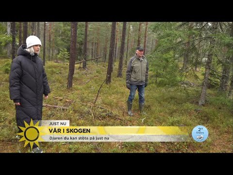 Så gör du om du möter en älg - Nyhetsmorgon (TV4)