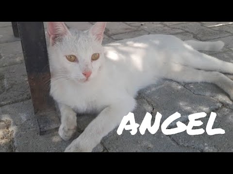 I SAW AN ANGEL #cats#catsvideo#love#animals