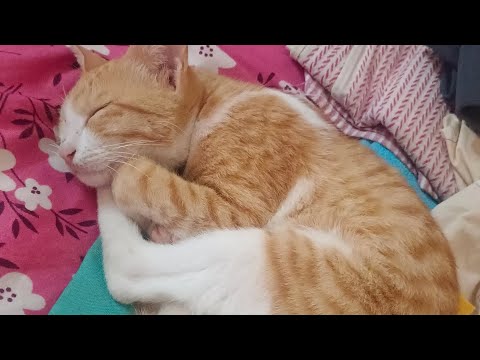 Cat's bath time 😀 