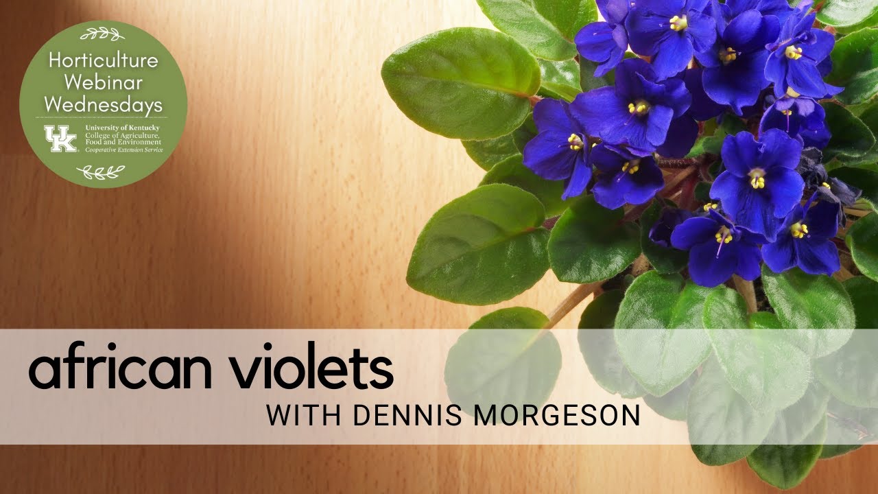 African Violets