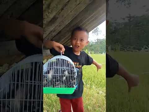 jaring burung emprit dapat banyak