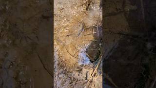 Helping two fish trapped in a water hole