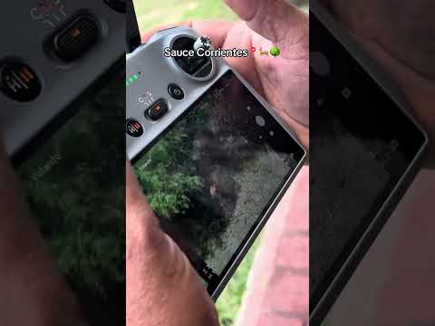Ciervo Axis sauce corrientes/ Dron Dji Air 3s