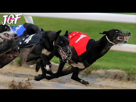 Watch the Incredible Race That Left Everyone Stunned! 😮