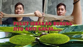 Download lagu cara membuat pulut j3bakan burung jitu anti gagal || getah kluwih mp3 Download lagu cara membuat pulut j3bakan burung jitu anti gagal || getah kluwih mp3