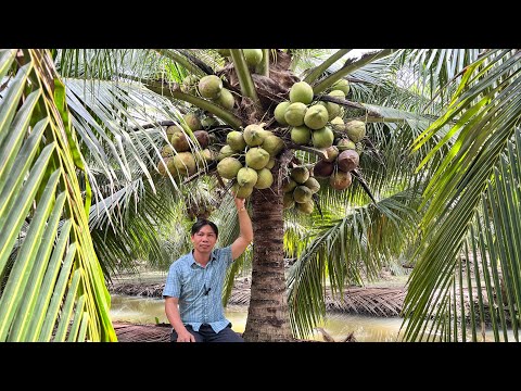 Dừa Dứa Thái Lan 5 năm tuổi trái sai , quả đẹp. Liên hệ Cơ sở Minh Hậu 0987639100