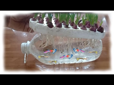 , title : 'How to grow aquatic onions in recycled plastic bottles'
