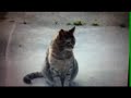 Cat Welcoming Home Soldier From ... (fapmaster) - Známka: 5, váha: velká