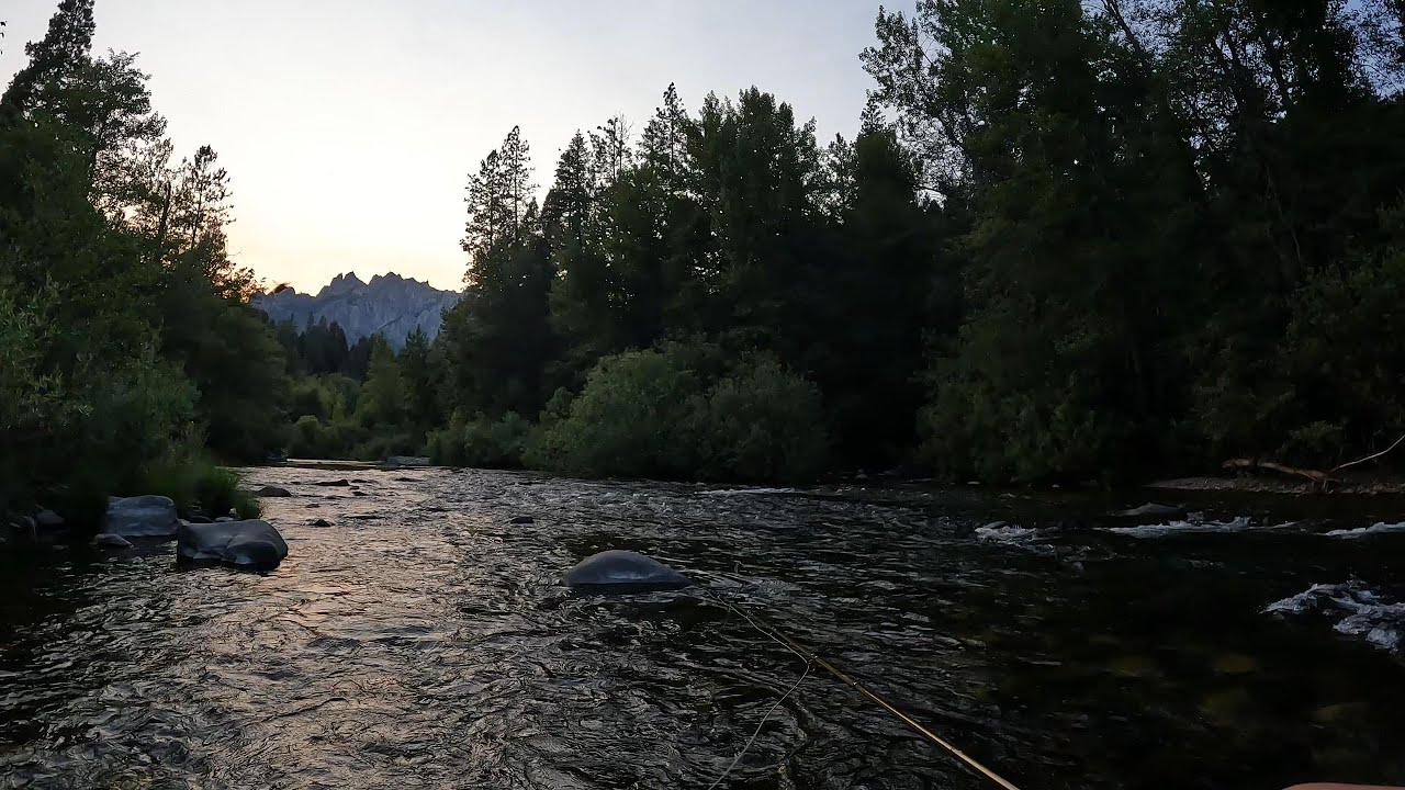 A Bear, A Beautiful Sunset & Dry Fly Fishing - #fishing #flyfishing #trout #catchandrelease