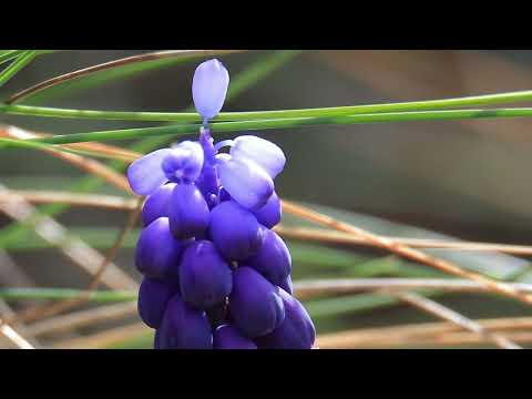 image video : Le coeur des Fleurs