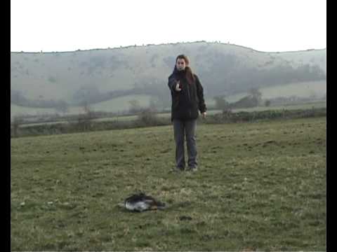 Dog tricks and trundles dog walking and training video.