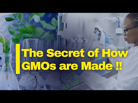 Green vs Dry Maize Farming in Kenya Which is More Profitable in 2025