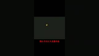 スーパーマリオ　飛んで火に入る夏の虫