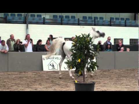 Nationale C Show West Orgineel