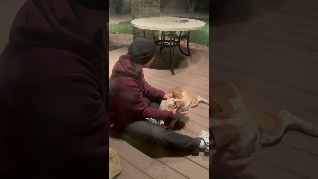 Enlarge Penny, a ADOPTABLE mixed breed in Colorado Springs, CO video 2/4