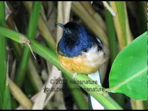 White-rumped shama (bird) singing in the wild