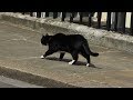 Palmerston Stalks Larry The Cat On Downing Street