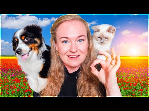 INGEN SYGE DYR I MIT DYREINTERNAT! | Animal Shelter Simulator